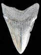 Lower Megalodon Tooth - South Carolina #39245-2